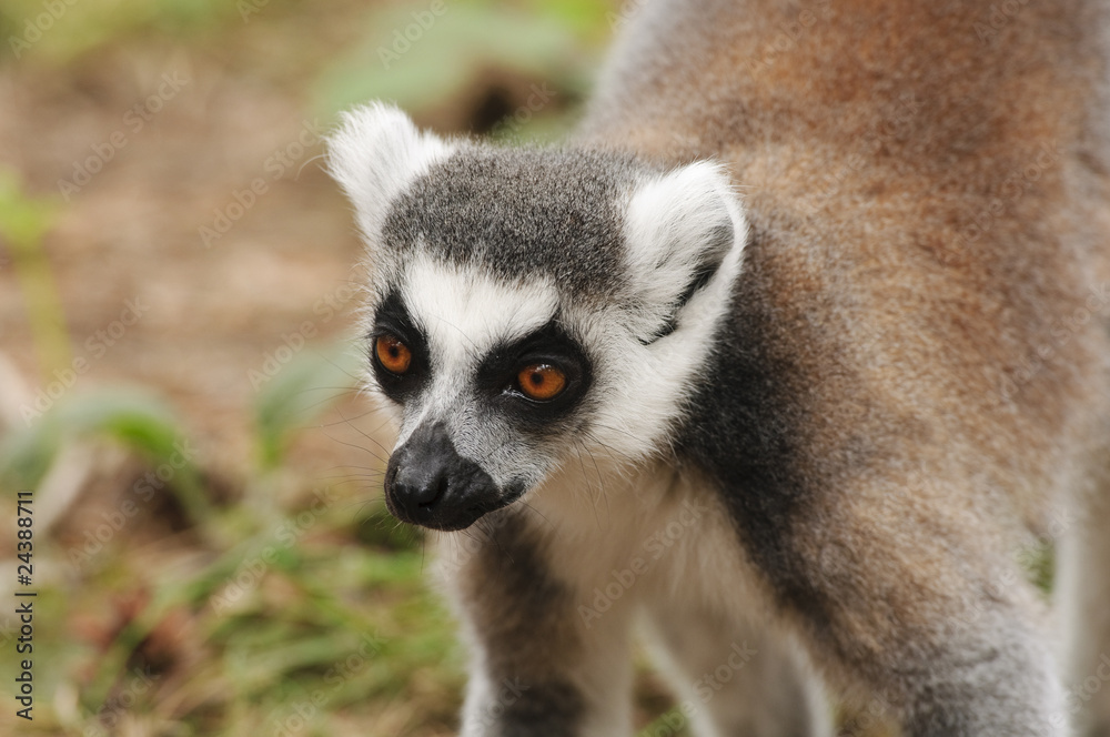 Ring Tailed Lemur Ring Tailed Lemur