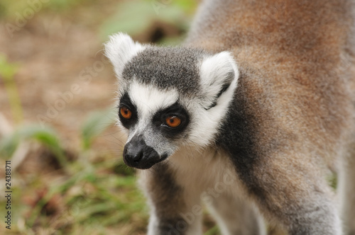 Ring Tailed Lemur