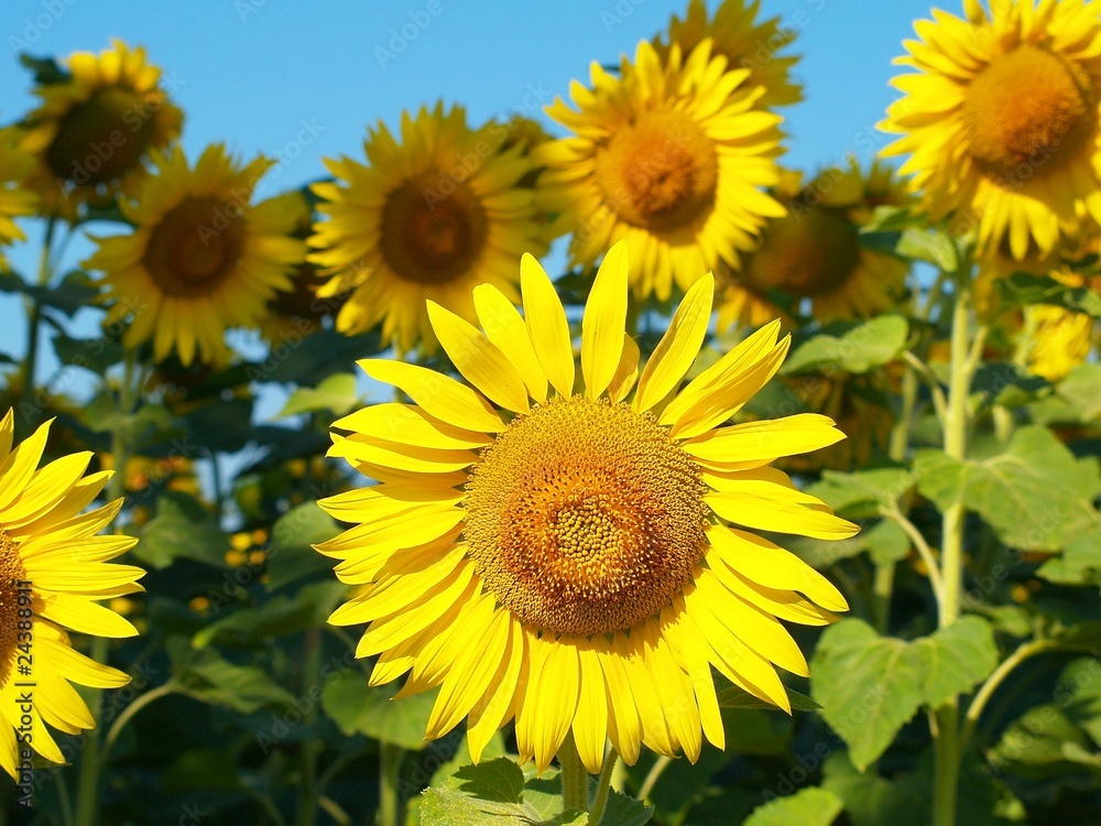 Tournesols et ciel bleu