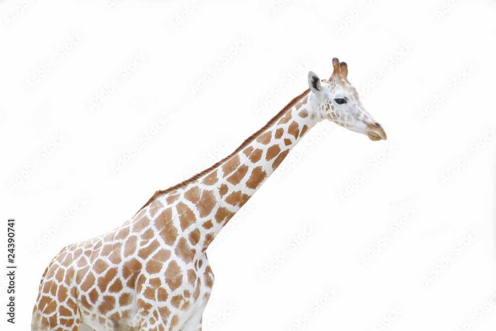 Naklejka premium giraffe on white