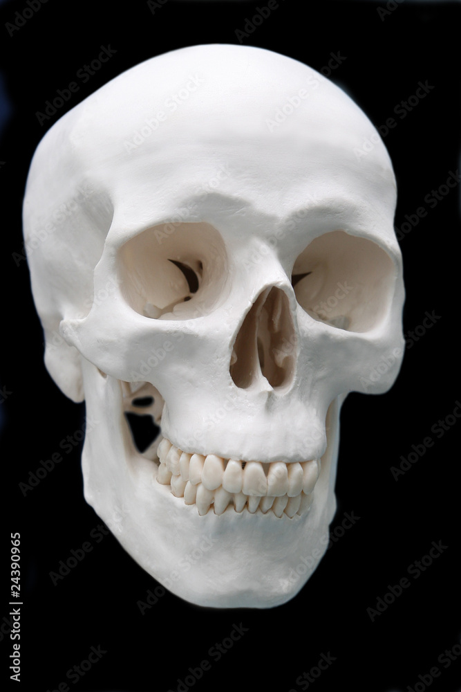 Obraz premium skull on black