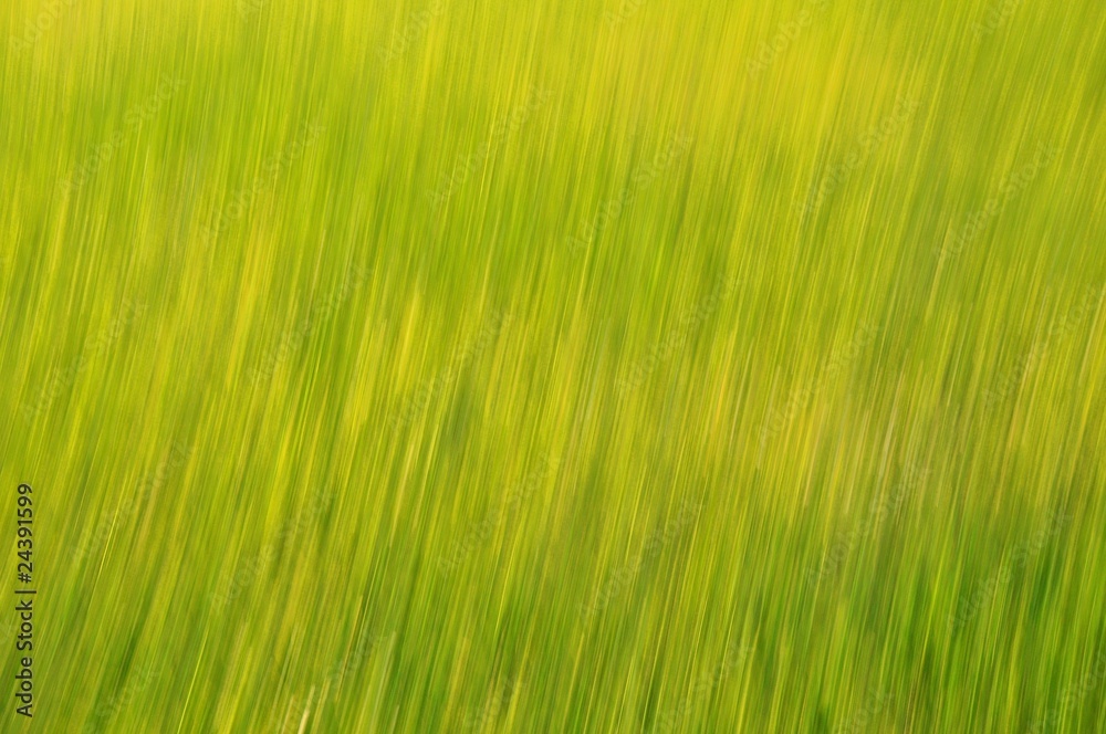 Obraz premium grass