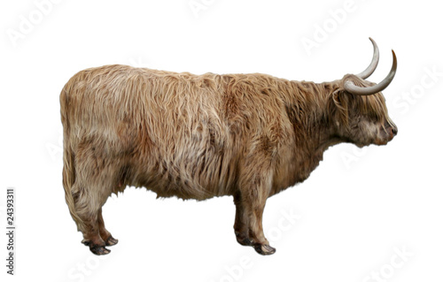 scottish highland cow cut-out