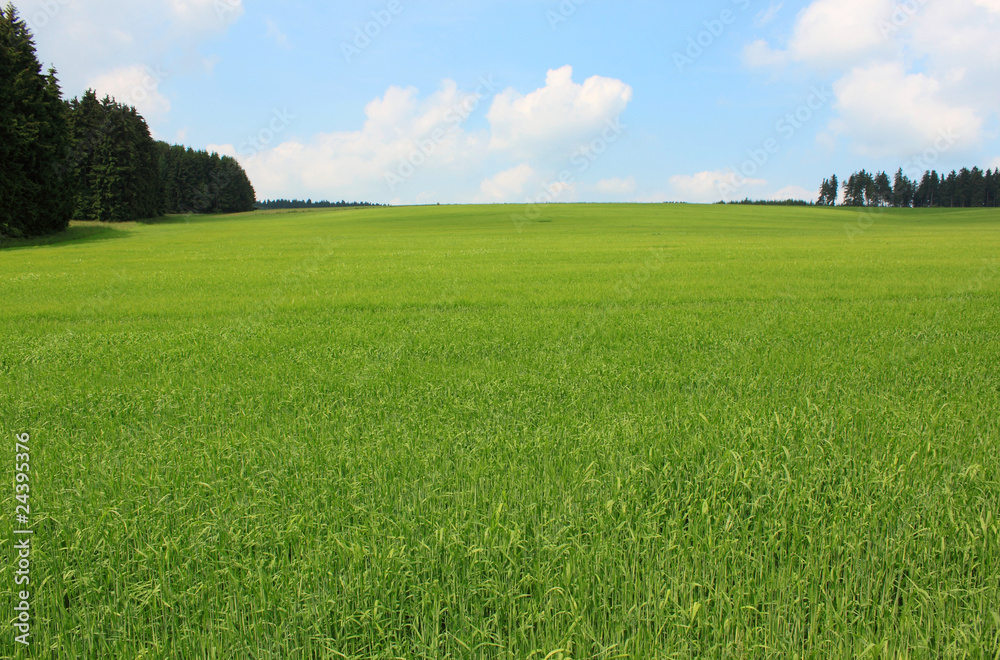 Obraz premium green cornfield trees and cloudy blue sky