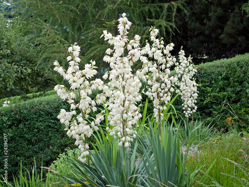 Kerzen-Palmlilie - Yucca gloriosa