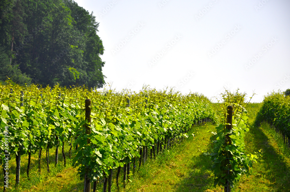 Naklejka premium Weinanbau am Bodensee