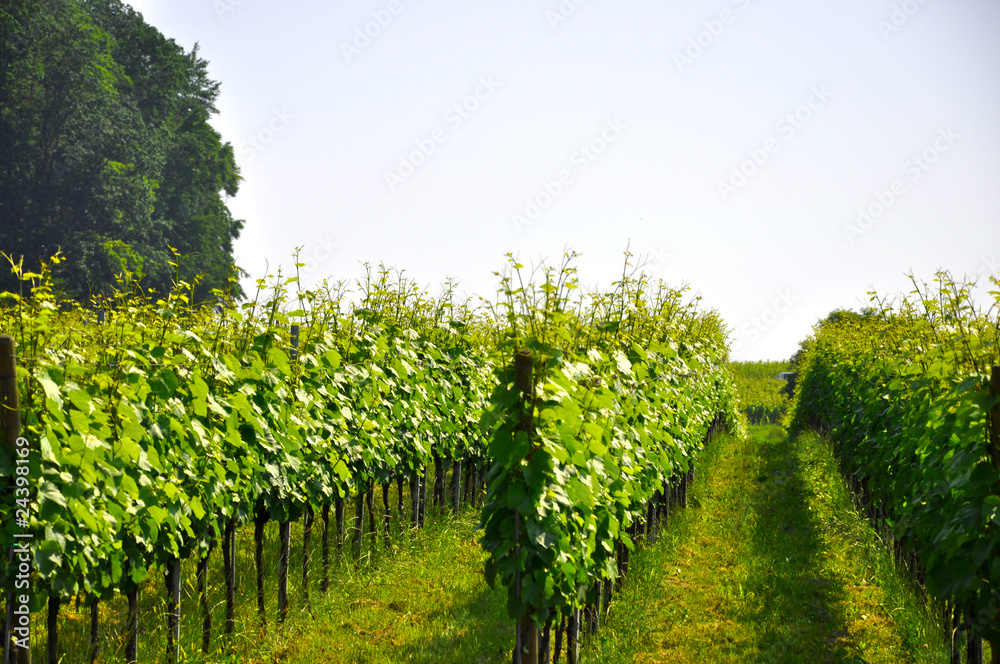 Weinanbau am Bodensee