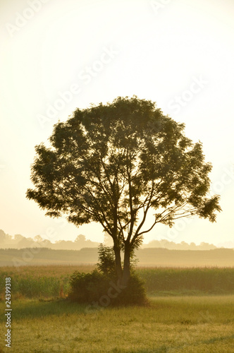 Lone Tree at Dawn