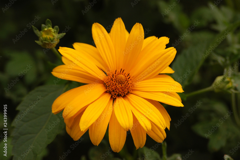 Obraz premium Sonnenblume