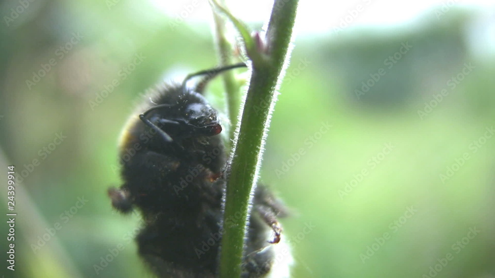Bumblebee Closeup