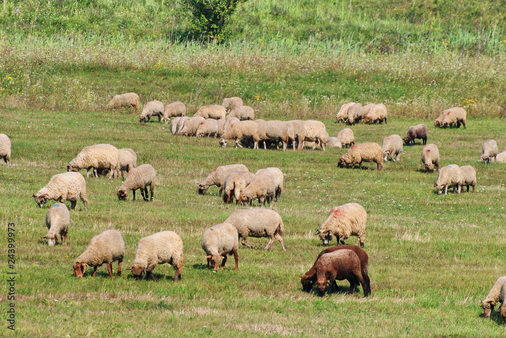 Obraz premium gregge al pascolo
