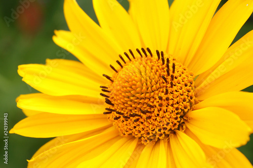 Closeup photo of yellow arnica flower in the garden photo