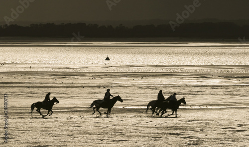 Chevaux en baie de somme