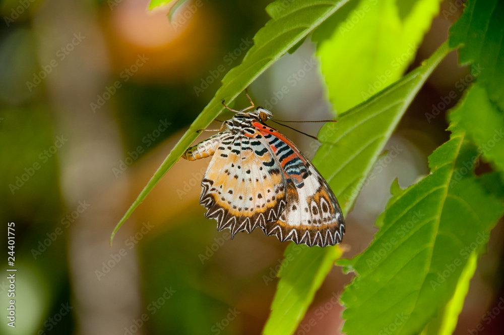 Fototapeta premium Lacewing
