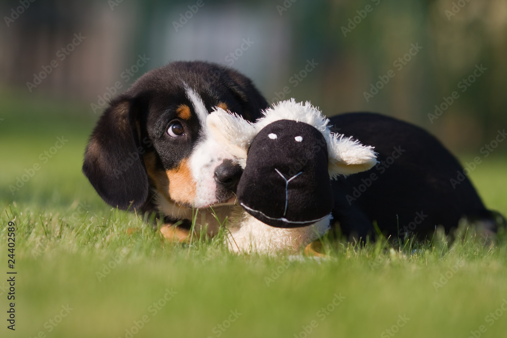 Entlebucher Sennenhund Welpen Stock Photo | Adobe Stock