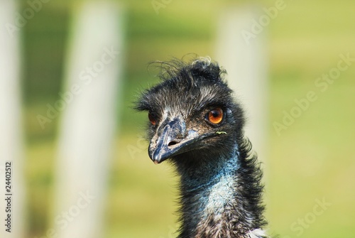 Emu 3