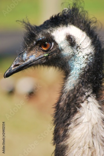 Emu 6