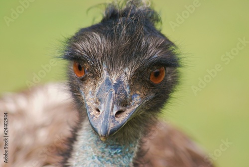 Emu 9
