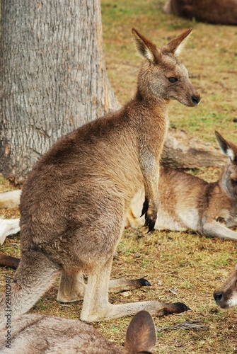 Känguru 6