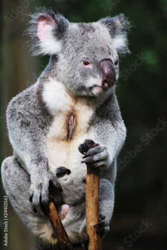 Fototapeta Naklejka Na Ścianę i Meble -  Koala schauend 1