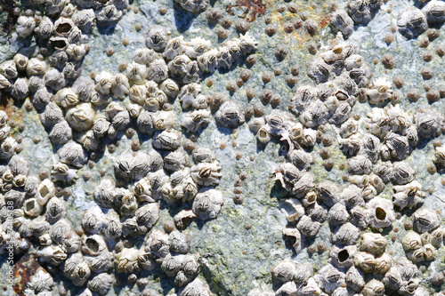 Obraz na plátně Barnacles