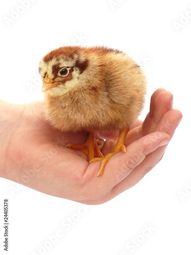 Chicken on a hand © olgavolodina