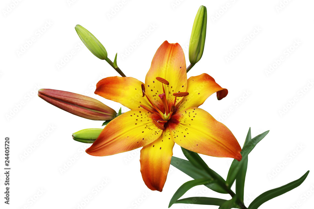 Obraz premium Orange Lily Flower