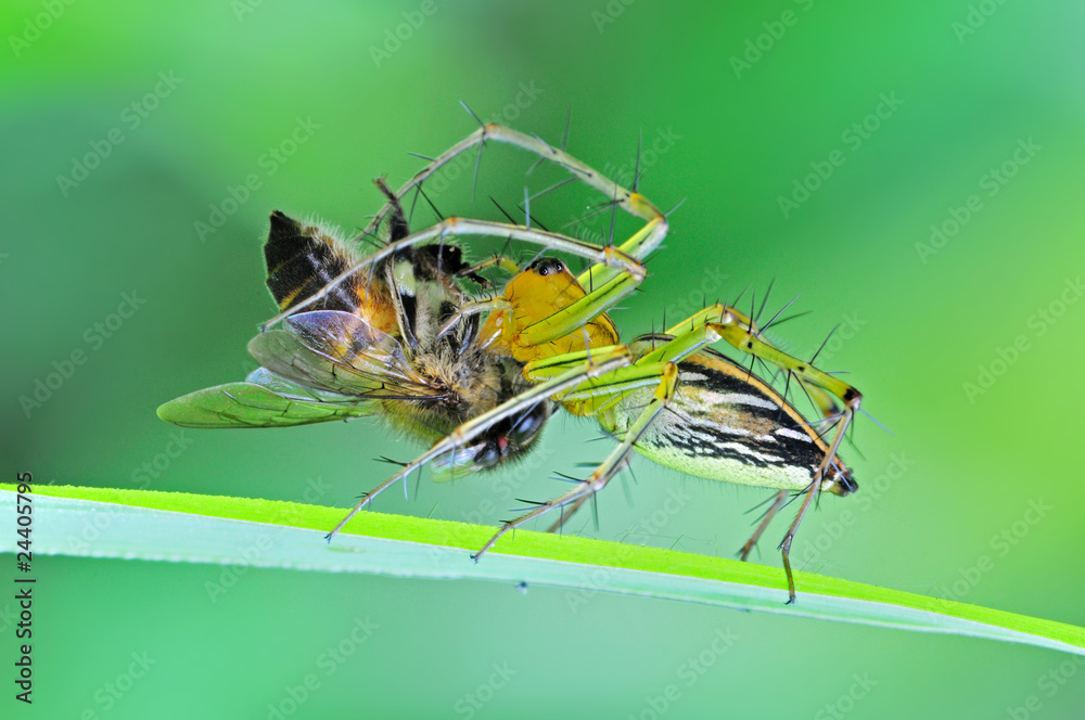 lynx spider eating a bee lynx spider eating a bee