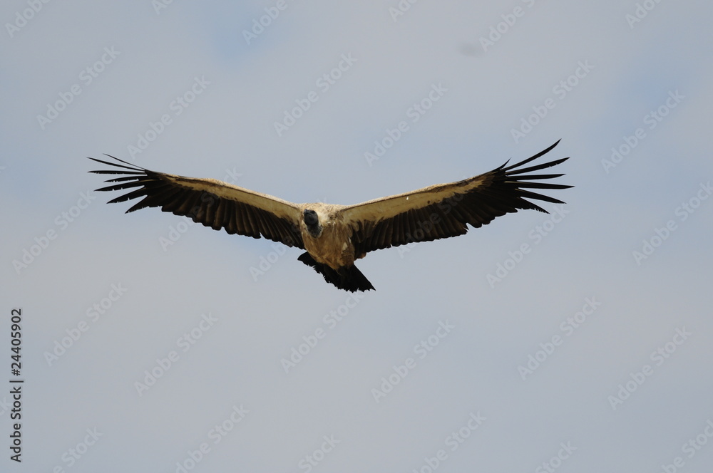 Rüppell's Vulture, Gyps rueppellii, Masai Mara, Kenya Rüppell's Vulture, Gyps rueppellii, Masai Mara, Kenya