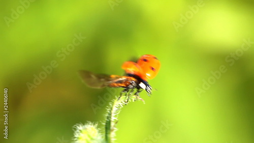 ladybug flight on the blade of grass