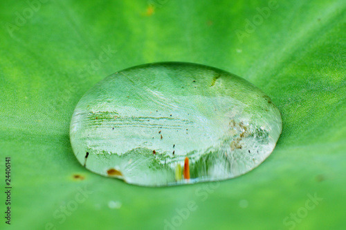 water dew and leaf in the parks