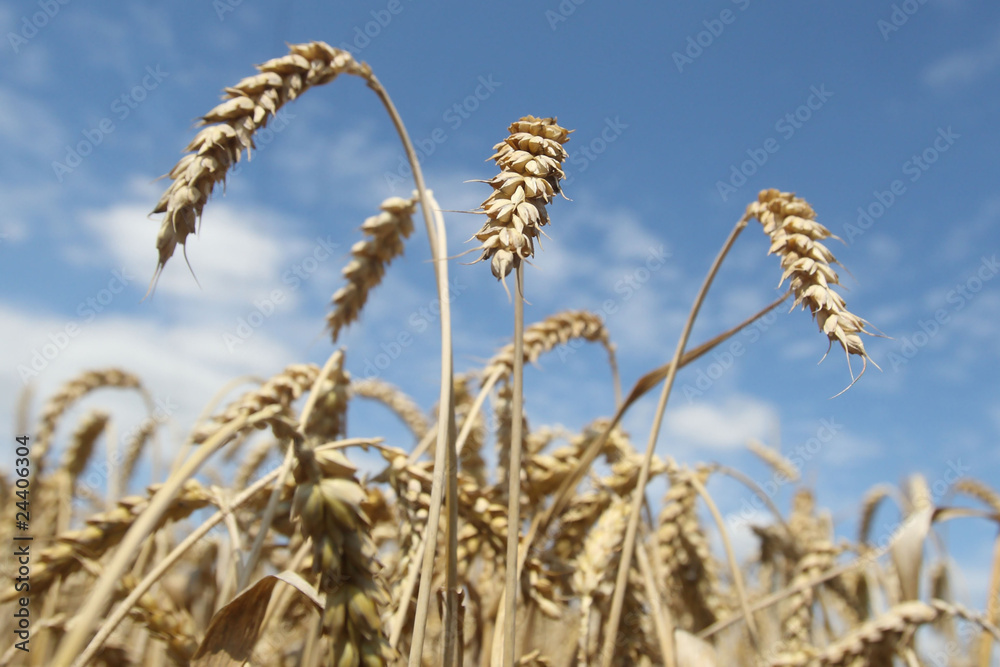 Field of ripening wheat against blue sky