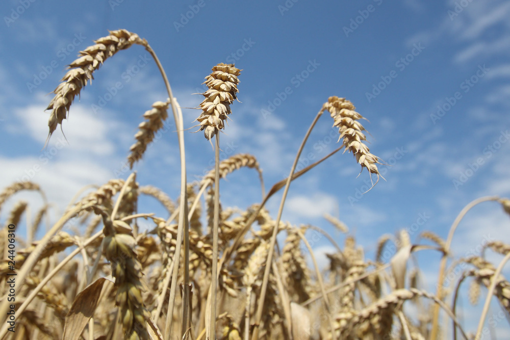 Field of ripening wheat against blue sky