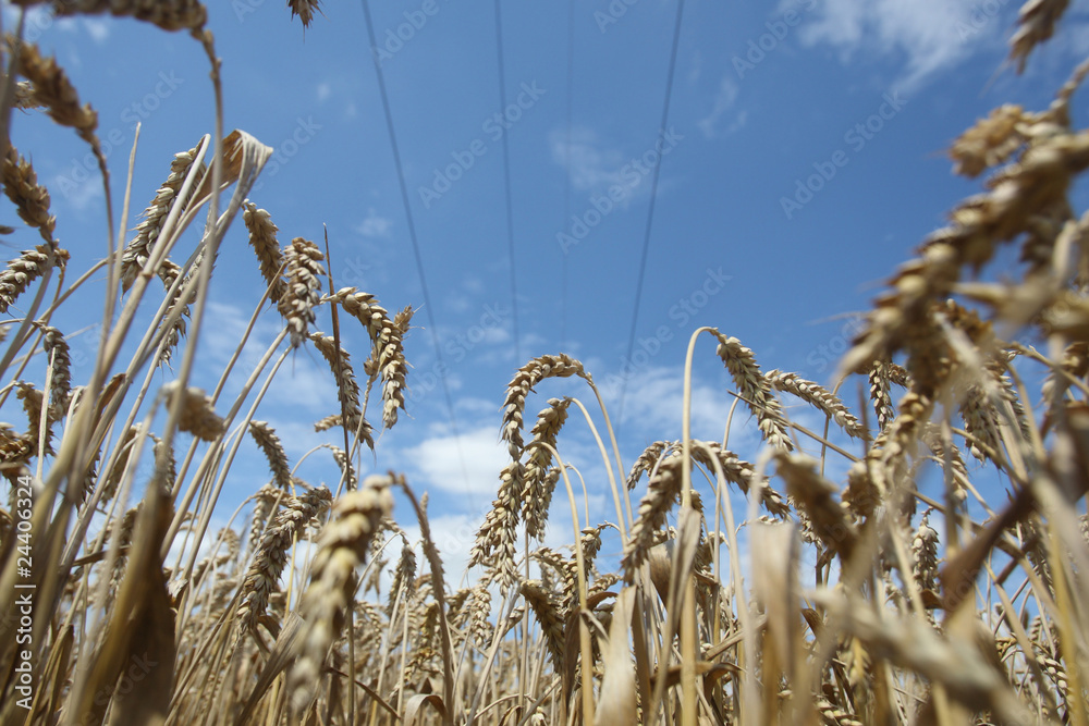 Field of ripening wheat against blue sky