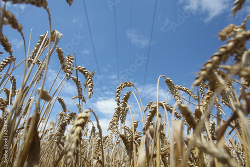 Obraz na płótnie Field of ripening wheat against blue sky w salonie