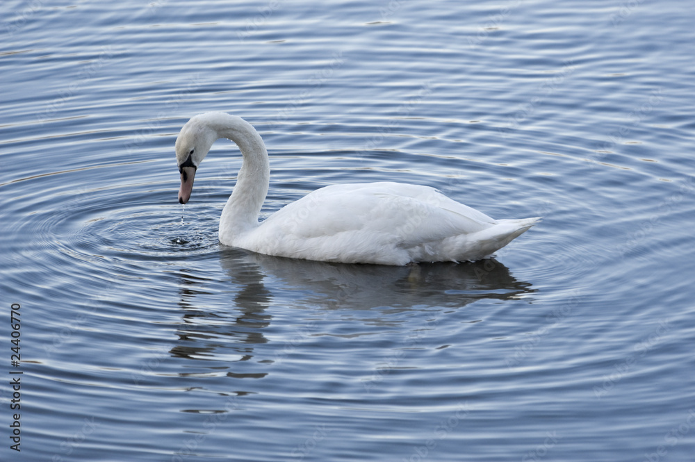 Schwan Schwan