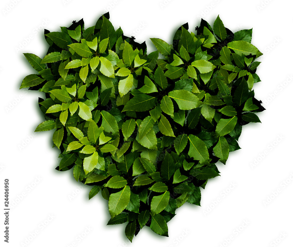 Fototapeta premium leaf heart