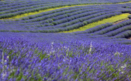 lavanda