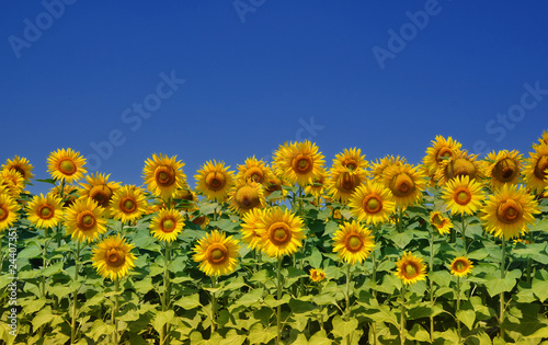 Sunflowers
