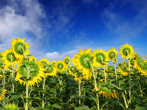 Field of the sunflower