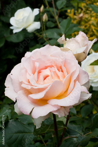 rose photo