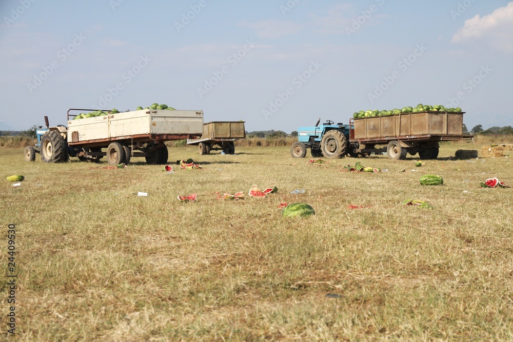 Obraz premium Melonenernte