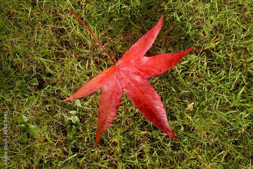 A bright red maple leaf lying in the grass A bright red maple leaf lying in the grass