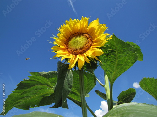 Tournesol.