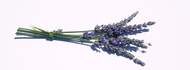 Gartenposter Lavendelblüten Lavendel  © seccotine