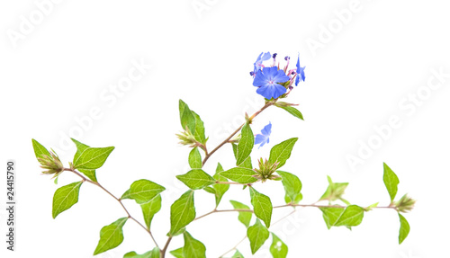 ceratostigma branch,  isolated on white photo