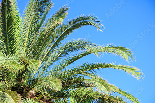 palm foliage