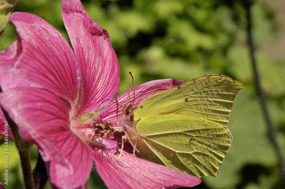 Zitronenfalter auf einer Malve