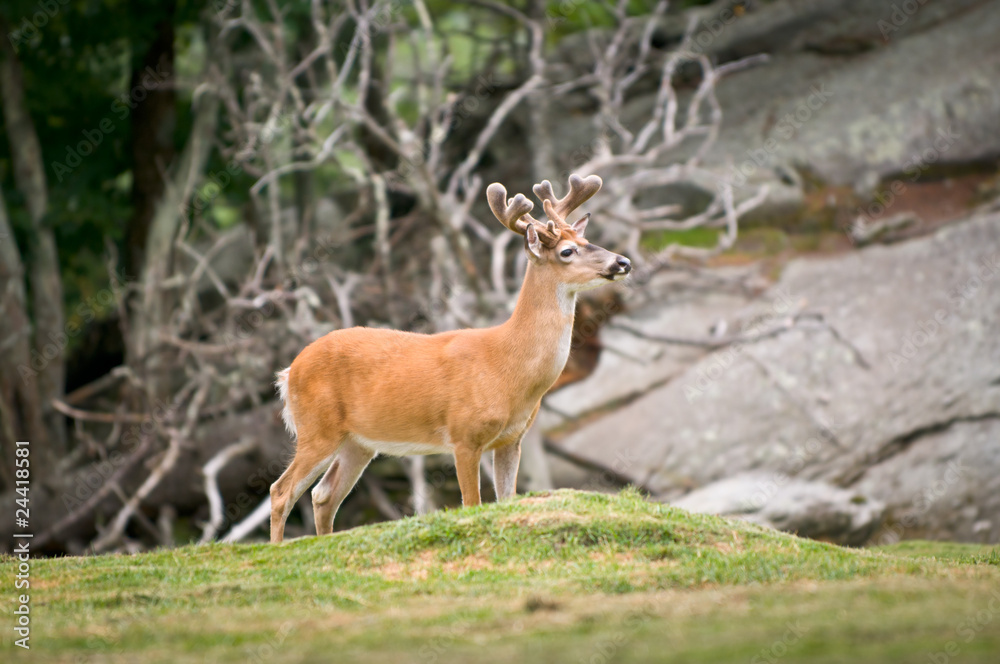 Animal Wildlife White Tailed Deer in Blue Ridge Mountains Animal Wildlife White Tailed Deer in Blue Ridge Mountains