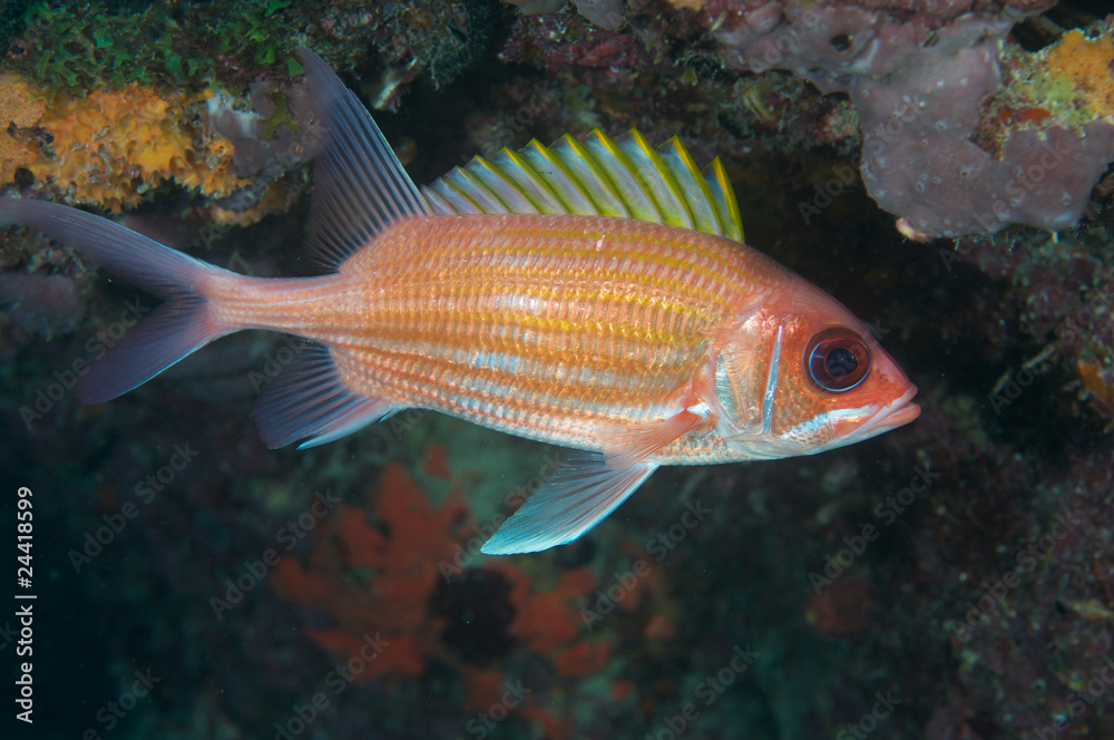 Squirrelfish-Holocentrus adscensionis Squirrelfish-Holocentrus adscensionis